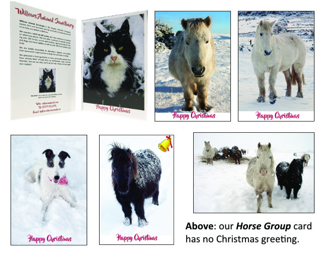 10 card pack